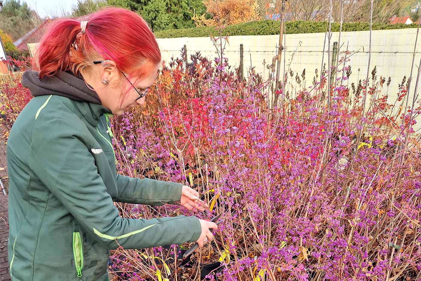 Eine Mitarbeiterin der Gärtnerei Nickel kniet im Blumenbeet. 